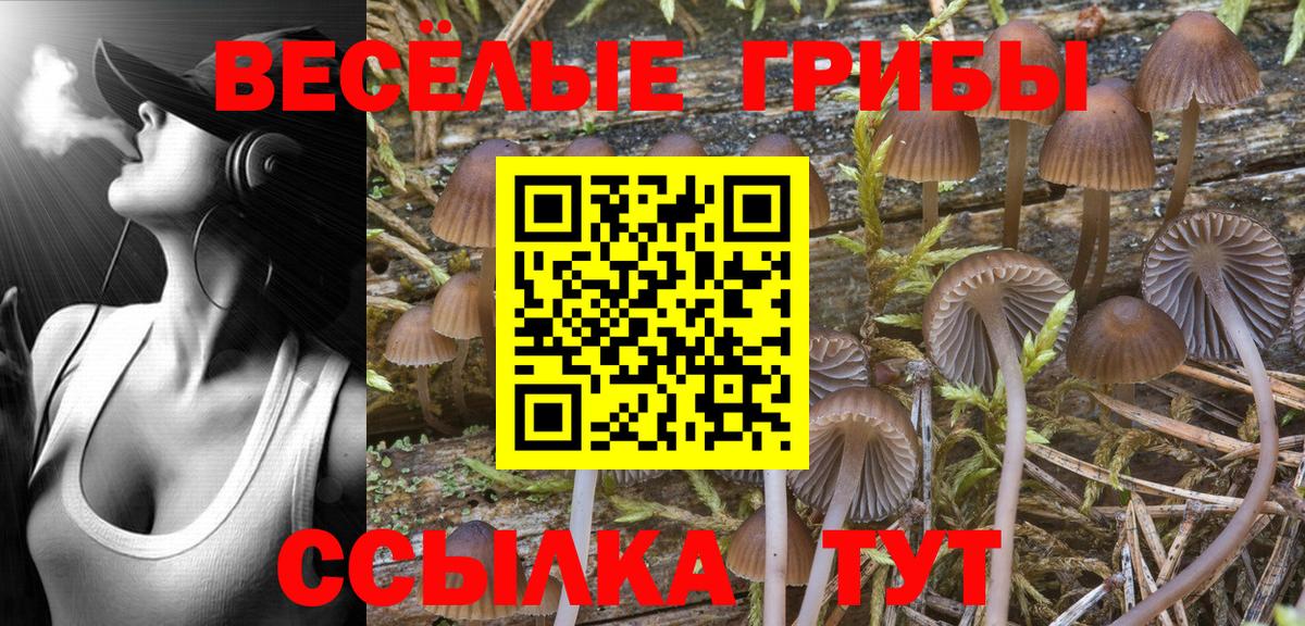 Каспийск  Псилоцибиновые грибы Psilocybe  Вход с VPN 